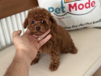 Redbrown tea cup kore poodle yavrularımız