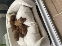 Sahibinden poodle