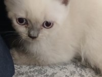 British shorthair yavrular yeni yuva arıyor