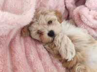Kg garantili Maltipoo