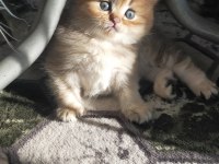 British Longhair Erkek