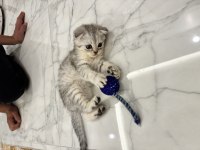 Bir erkek bir dişi 2 aylık scottish fold yavrular