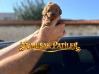 Red Toy Poodle