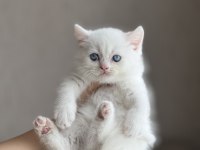 Boncuk Gözlü Ayı Surat British Shorthair Yavrum