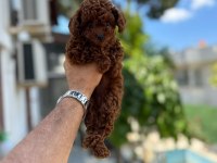 Kg garantili toy poodle yavruları