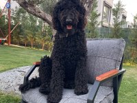 Standart poodle kızımıza eş arıyoruz