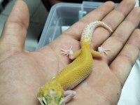 Yavru leopar gecko
