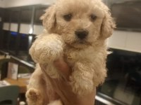 54 günlük dişi Poodle