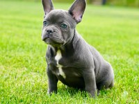 French Bulldog Yavruları Çiftlikten