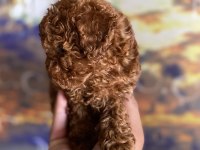 Orjinal micro ayarında red brown poodle