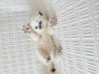 Blue point british shorthair bebekler