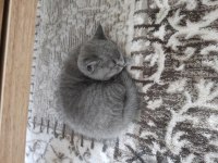 British shorthair oğlumuza yuva arıyoruz
