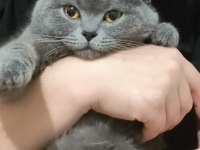 15 aylık british shorthair