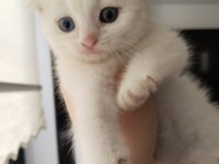 Ciddi alıcı arasın scottish fold