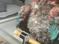 Evcil ele gelen macaw papağanı