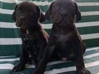 Cane Corso yavrularımız ırk garantilidir