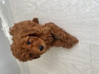 Anne altından toy poodle yavrumuz
