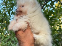 SÜT BEYAZ POMERANİAN BOO BEBEKLERİM