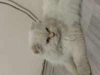 Satılık British Long Hair 7 Aylık Temiz Bakımlı Uysal