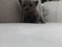 Scottish Fold Kedisi
