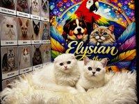 Safkan Beyaz Renkli Gözlü Kediler