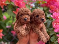 Red Brown Toy Poodle Yavrularımız