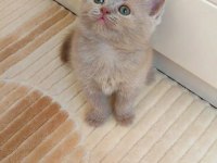 LİLAC RENK ERKEK DİŞİ YAVRU KEDİLER