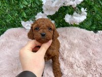 Toy poodle bebekler