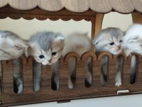 Güzel yavrularımız sahiplendirilecektir scottish fold