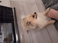1 yaşında karamel krem pomeranian spitz