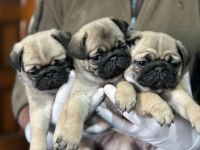 IRK VE SAĞLIK GARANTİLİ PUG MOPS BEBEKLER