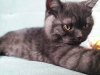 3,5 aylık british shorthair kedimiz sahiplendirilecektir