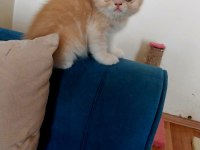Exotic shorthair erkek yavru