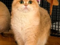 British Shorthair Golden Ny 12 Yavrular