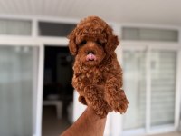 Mersin Pomeranian Boo Orjinal Yavrular