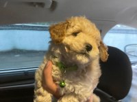 ANKARANIN GÖZ BEBEKLERİ MALTİPOO