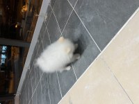 Acil Uygun Pomeranian Boo