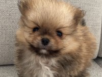 Pomeranian yavrularımız yeni ailesini arıyor