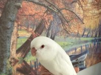 OYUNCU FORPUS PAPAĞANI