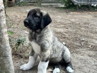 Dev yavru köpekler
