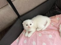 Scottish fold kehribar göz kardeşler