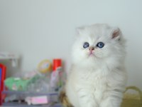 British Longhair Silver Top Kafa Yavrumuz