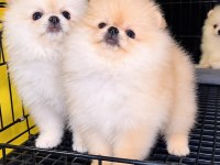 Ayıcık Dişi Pomeranian Yavrular