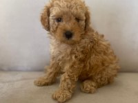 SAĞLIKLI TOY POODLE