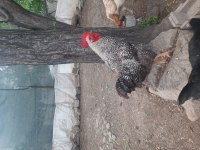 Genç horoz ve tavuklar
