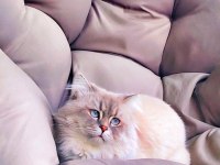 25 günlük british longhair yavru