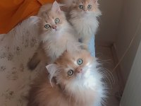 Full şecereli golden british longhair kardeşler