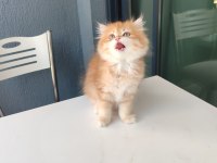 BY11 Dişi British Longhair
