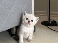 2 aylık british shorthair yavrular