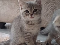 Minnoş kedimiz yeni ailesini arıyor